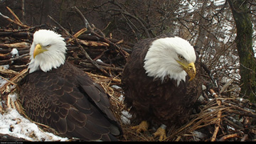 DNR EagleCam Features One Of The Best “Nature Shows” Around