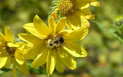 The Buzz On Bees: How To Help Minnesota’s Busy Pollinators Recover