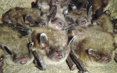Fewer Bats Means More Bugs: Why Bats Are More Friend Than Foe