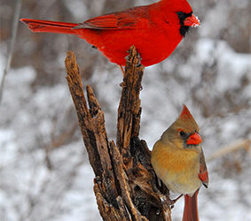 Spring Is Just Around The Corner At Minnesota State Parks