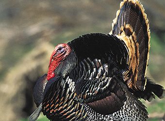 From None To Many – The Resurgence Of Wild Turkeys In Minnesota