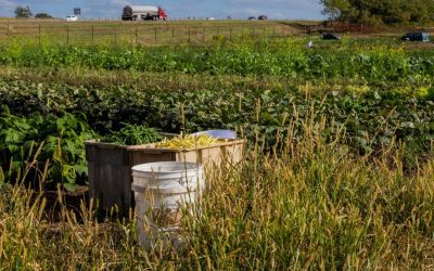 Hmong Farmland Or Freeway Interchange: New Road Expansion In Dakota County Threatens Small Family Farms